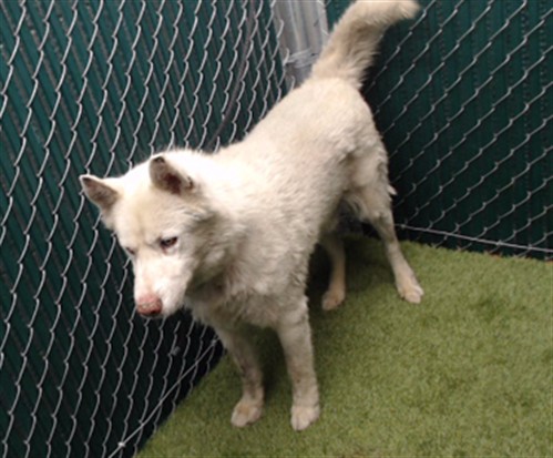 Snowball, a Siberian Husky, available for adoption