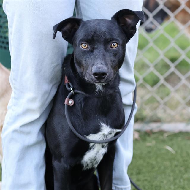Boo, a Labrador Retriever, available for adoption