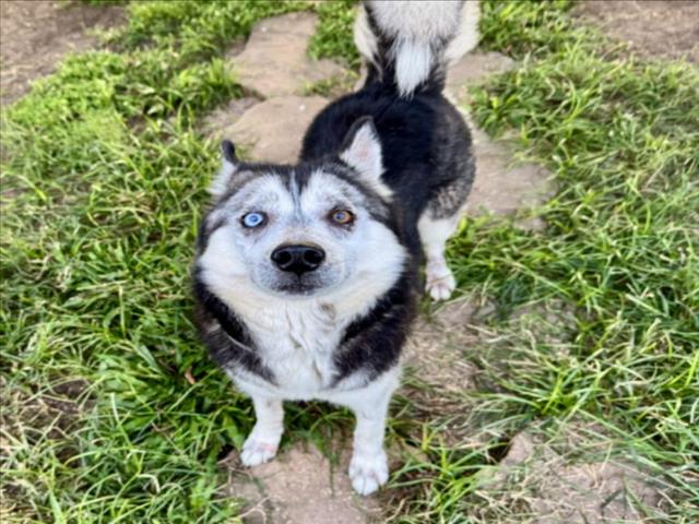 Magda, a Husky (mix breed), available for adoption