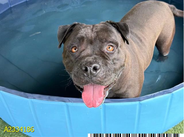 Mercedes, a American Staffordshire Terrier, available for adoption