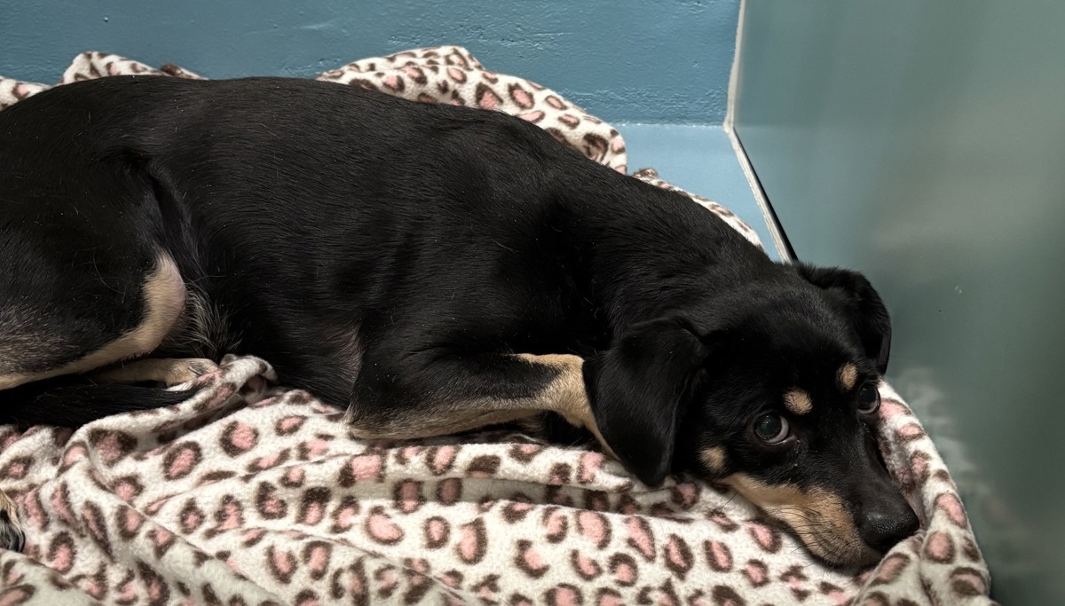 Nova, a Terrier, available for adoption