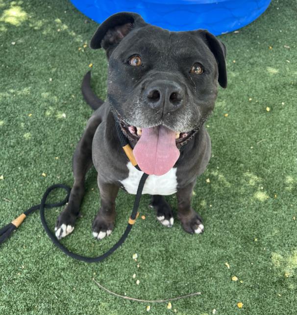 Lady, a Pit Bull Terrier, available for adoption