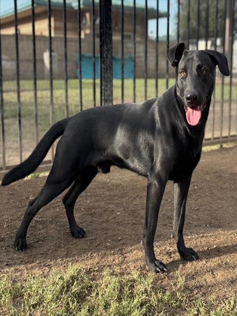 Lalo, a Labrador Retriever (mix breed), available for adoption