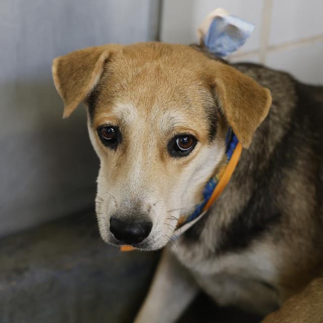 Marge, a Retriever, available for adoption