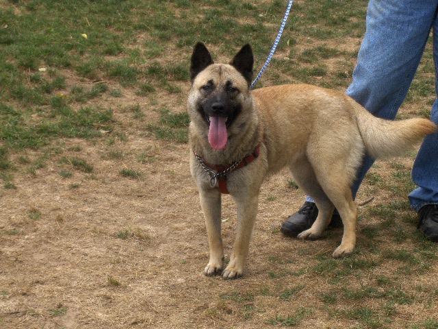 Other Photos of thie Dog