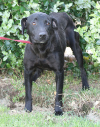 Other Photos of thie Dog