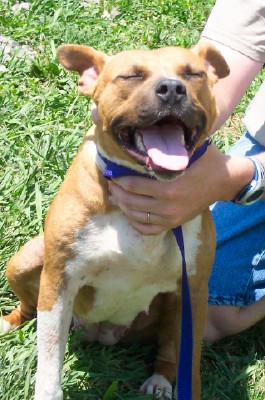 Other Photos of thie Dog