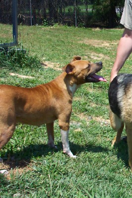 Other Photos of thie Dog