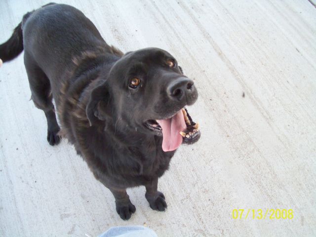Other Photos of thie Dog