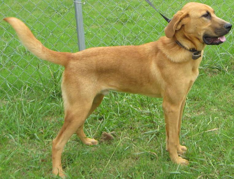 Other Photos of thie Dog