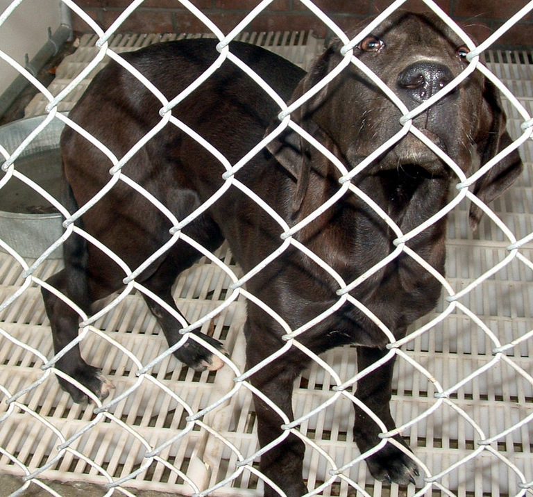 Other Photos of thie Dog