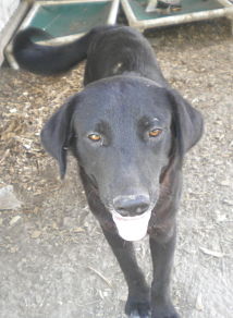 Other Photos of thie Dog