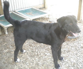 Other Photos of thie Dog