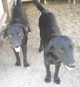 Other Photos of thie Dog