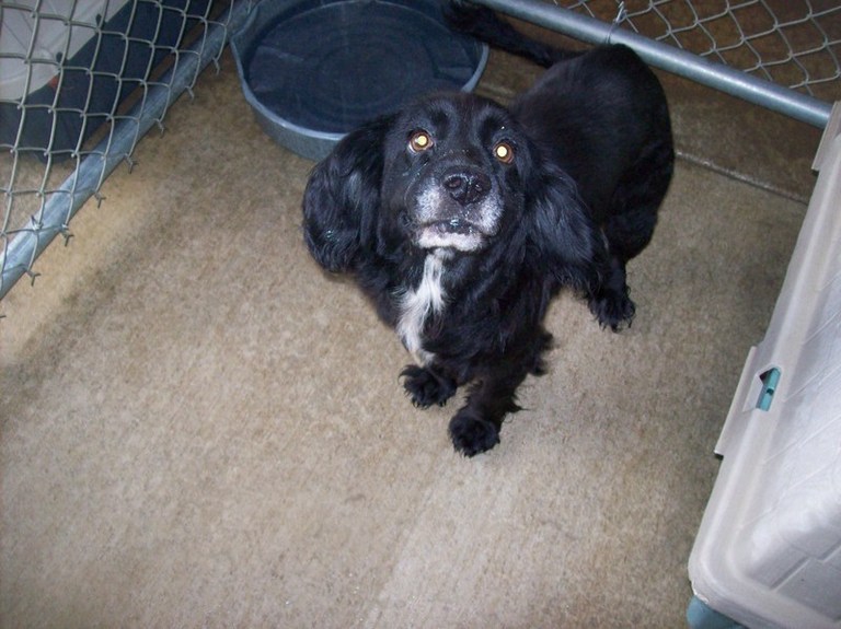 Other Photos of thie Dog