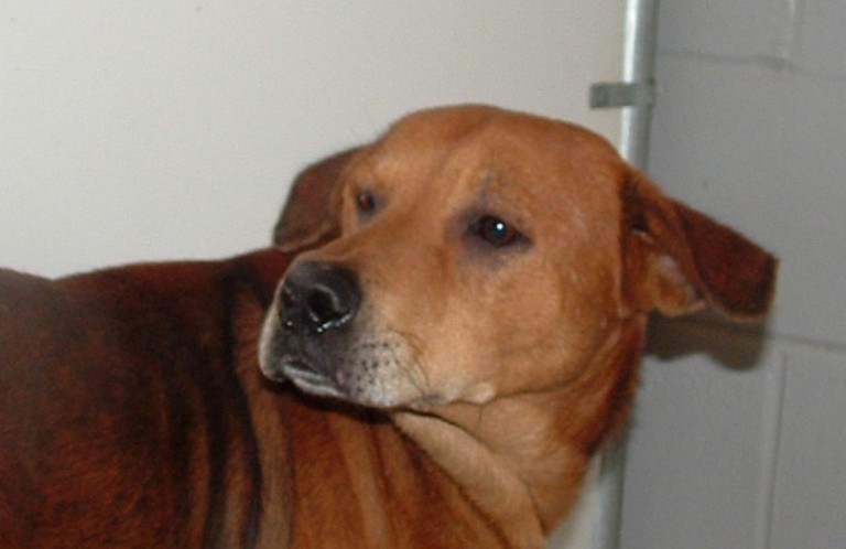 Other Photos of thie Dog