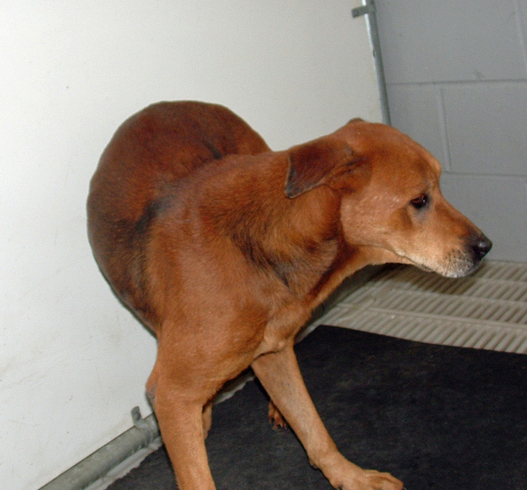 Other Photos of thie Dog