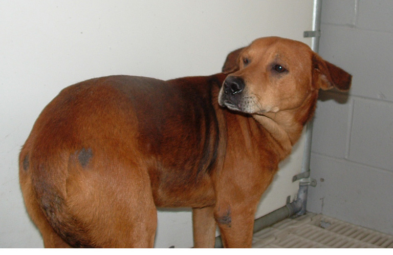 Other Photos of thie Dog