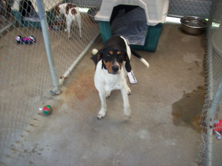 Other Photos of thie Dog