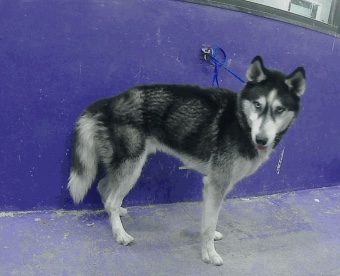 Main Photo of this Dog