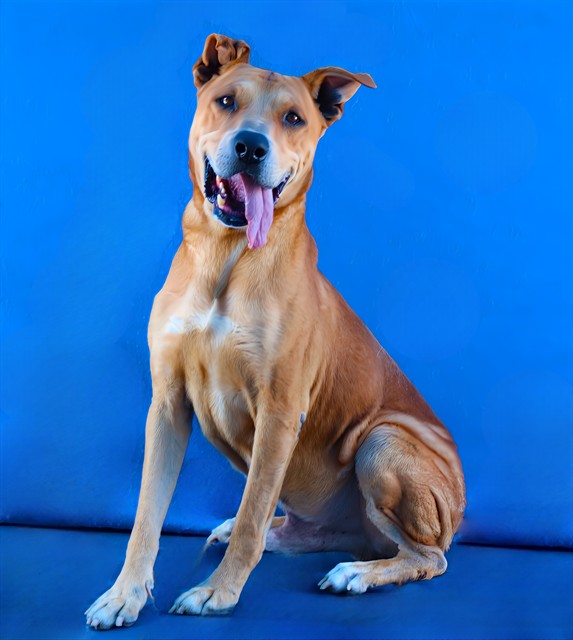 Goopi, a German Shepherd, available for adoption