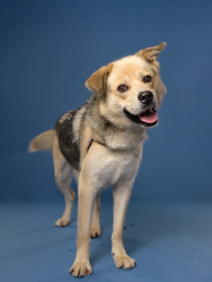 Chase, a Terrier, available for adoption