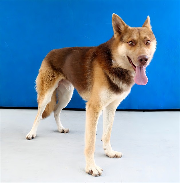 Adoptable pet photo