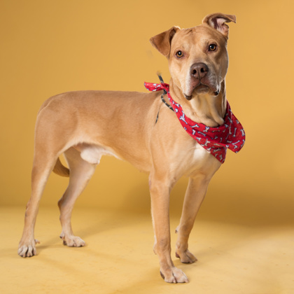 Chase, a Terrier, available for adoption