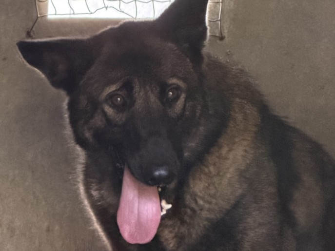 John, a German Shepherd, available for adoption