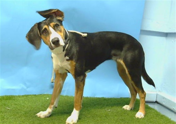 Nami, a Beagle, available for adoption