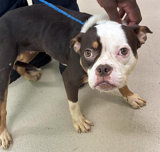Tasha, a Pit Bull Terrier, available for adoption