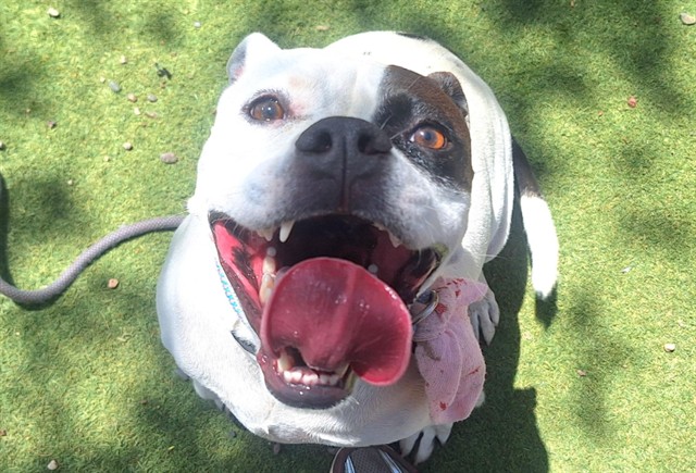 Alma, a Pit Bull Terrier, available for adoption