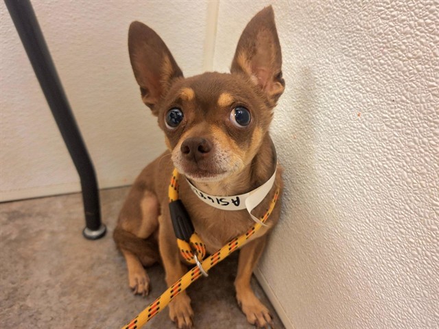 Uncle Junior, a Chihuahua, available for adoption