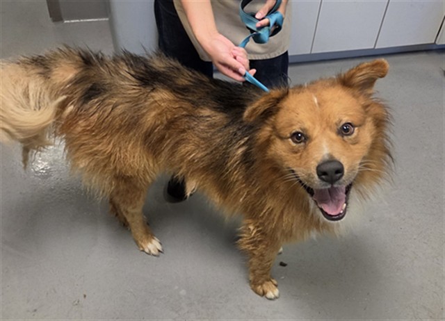 Pete, a Shepherd (mix breed), available for adoption