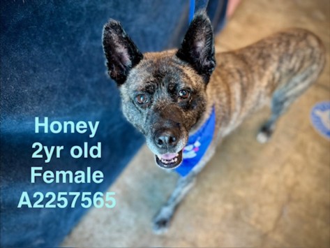 Honey, a Akita, available for adoption