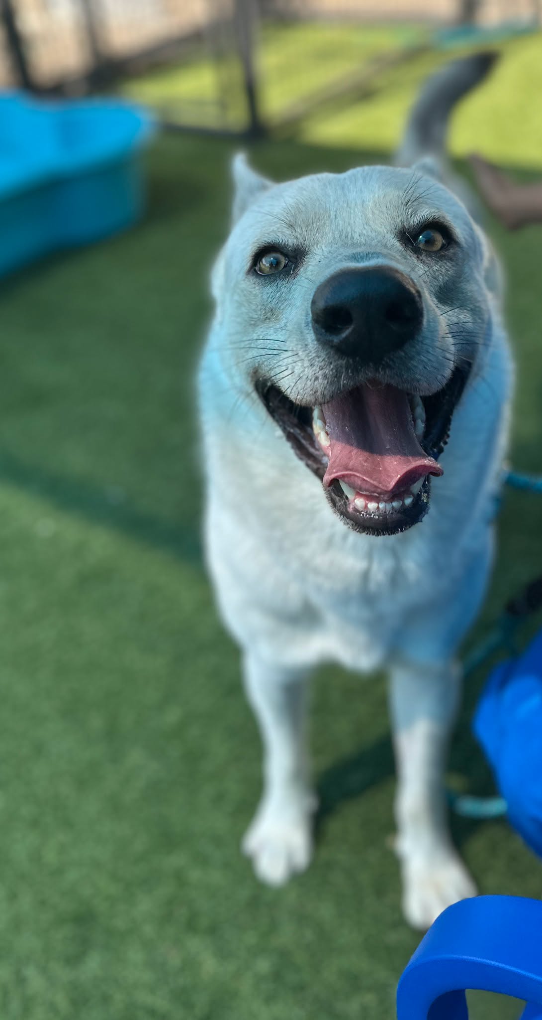 Ranch, a Husky, available for adoption
