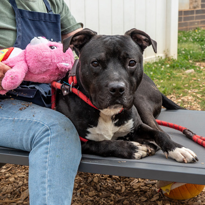 Bravon, a American Staffordshire Terrier (mix breed), available for adoption