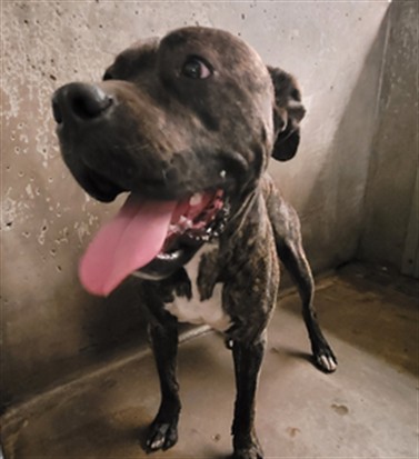 Troy, a Pit Bull Terrier, available for adoption