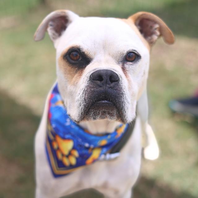 Buster, a American Bulldog (mix breed), available for adoption