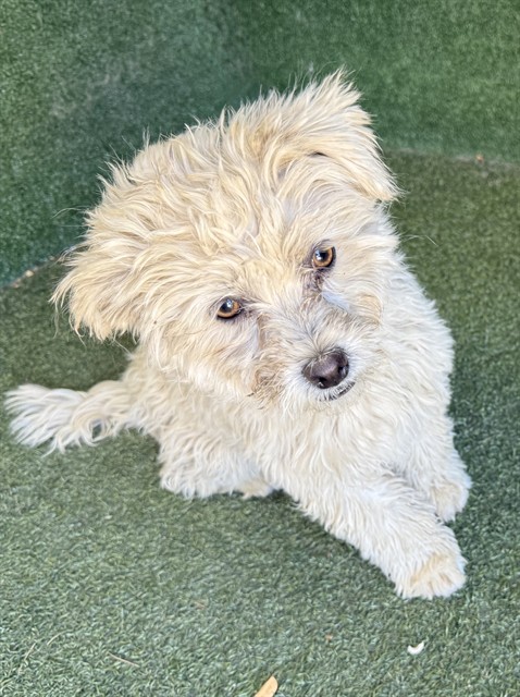 A5792736, a Poodle, available for adoption
