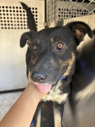 Honey, a German Shepherd, available for adoption