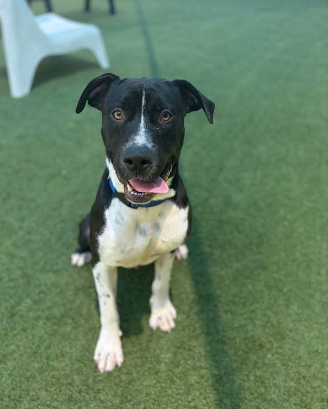 Duke, a American Staffordshire Terrier, available for adoption