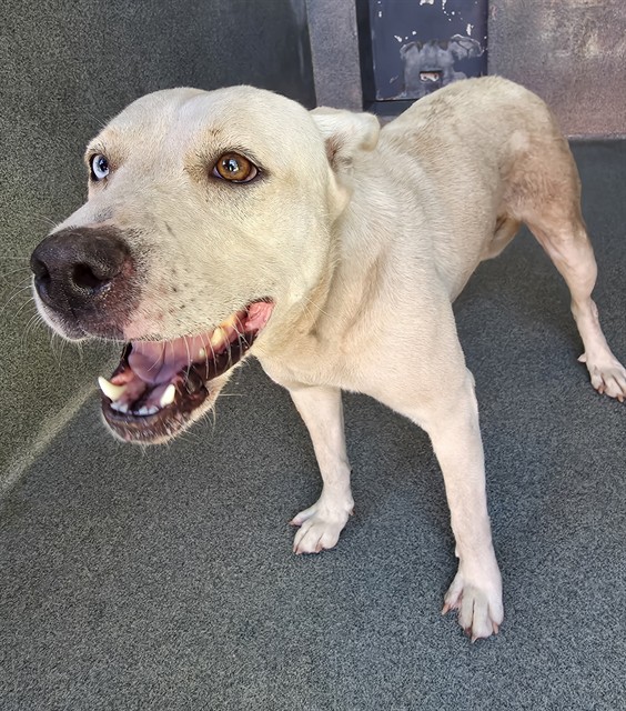 Nieve, a Bullmastiff, available for adoption