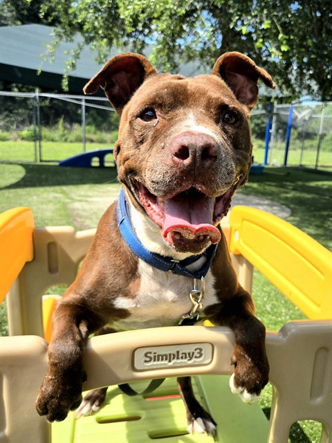 Anthony, a American Staffordshire Terrier, available for adoption