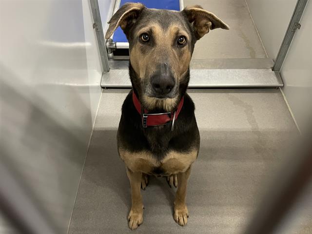 Octavio, a Doberman Pinscher, available for adoption