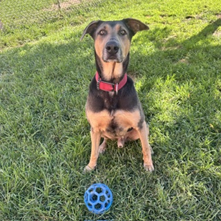 Adoptable pet photo