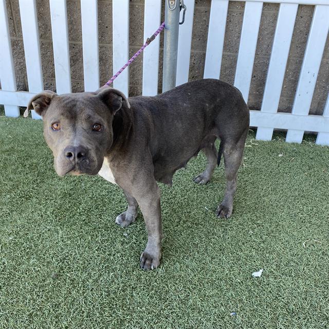 Venus, a Pit Bull Terrier, available for adoption