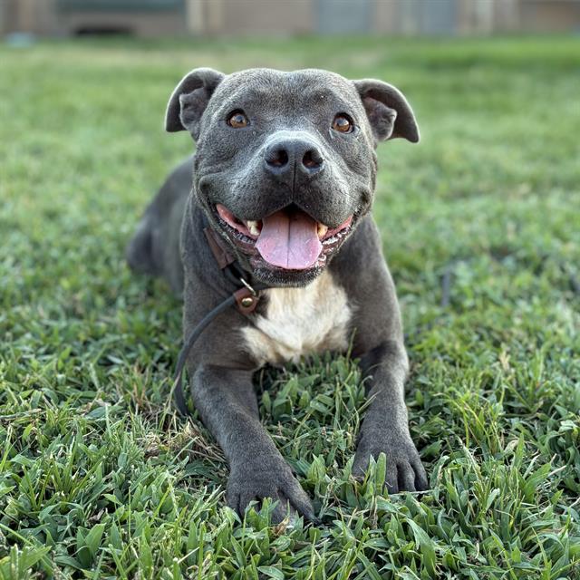 Adoptable pet photo