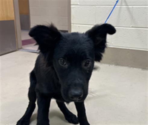 Eisha, a Flat-coated Retriever (mix breed), available for adoption
