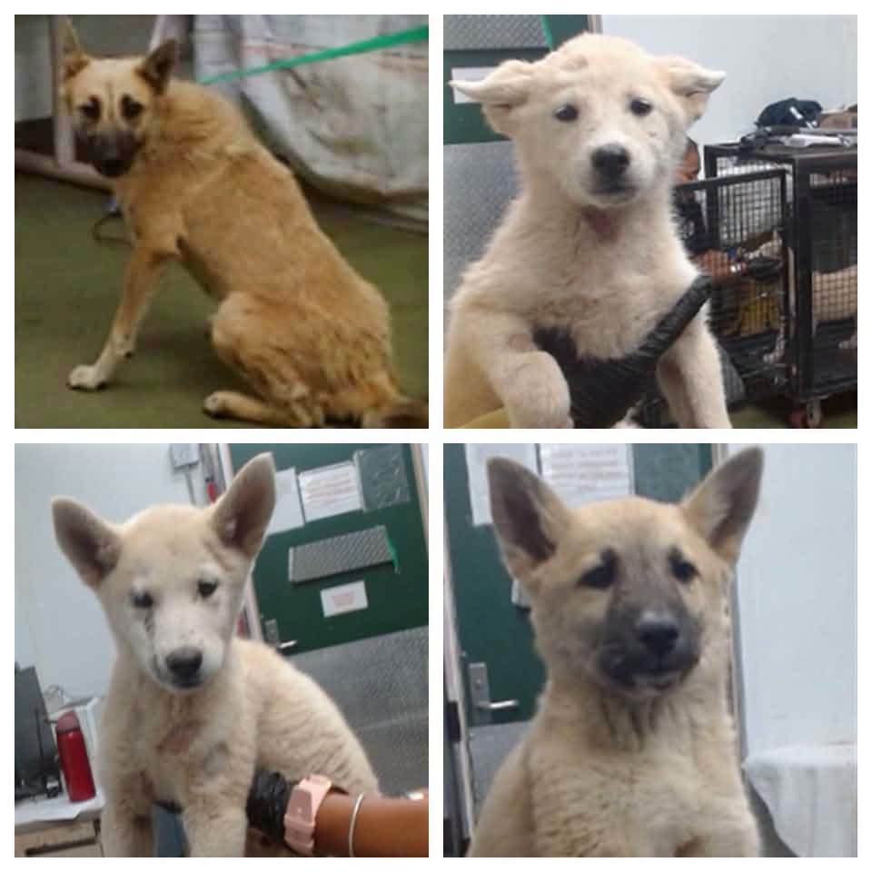 Other Photos of thie Dog